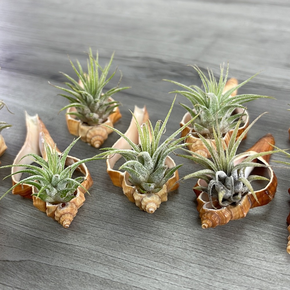 🔆AIR PLANT BUDDY🔆 WITH REAL SEA SHELL HAND MADE AND UNIQUE - Picture 2 of 9